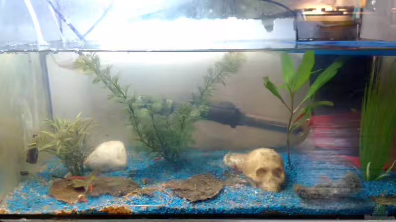 Mein Garnelen Becken von Trinitystar27 (2)