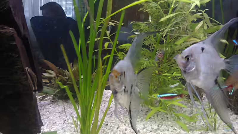 Mein Geisterskalarpärchen: GHOST und GEIST von Katerina Schöbella (13)