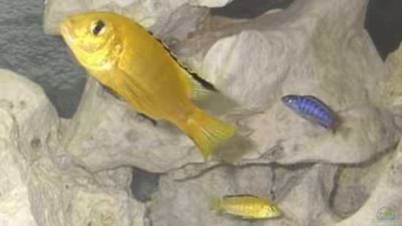 Mein Gelber von Martin Neumann (7)