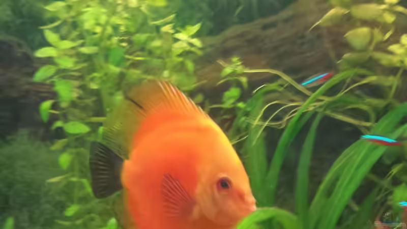 Mein gelber von Moe (7)