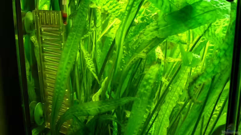 Mein genoppter Wasserährenwald von Bazzi (10)