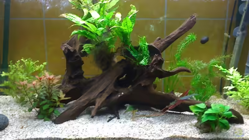 Mein Gesellschaftsbecken (08.12.12) von Timo Aqua (1)