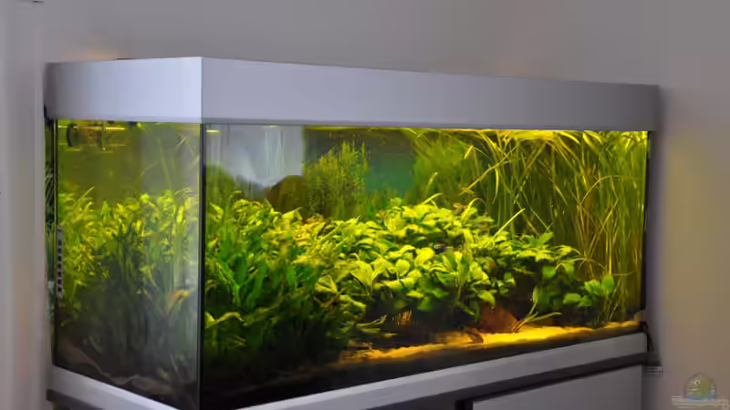 Mein Gesellschaftsbecken von Seelaender (1)