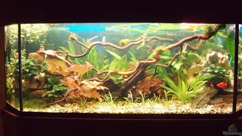 Mein Gesellschaftsbecken