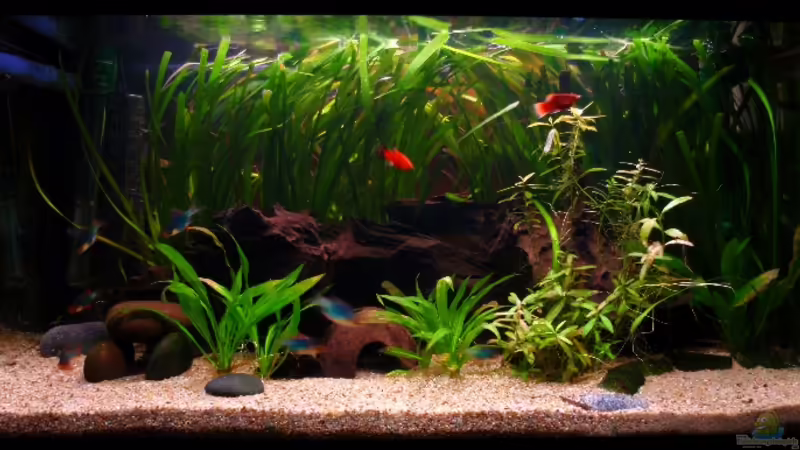 Mein Gesellschaftsbecken