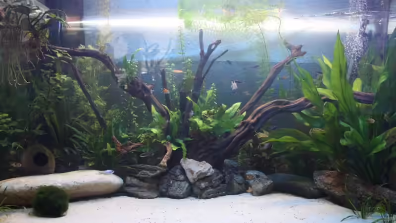 Mein Gesellschaftsbecken