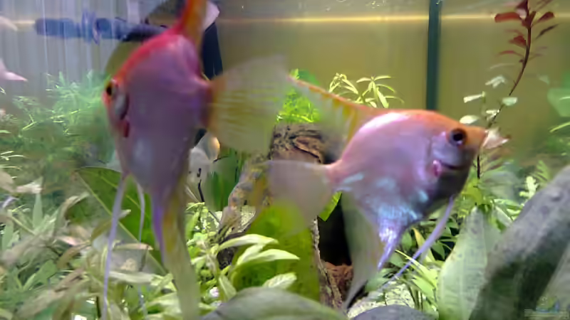 Mein Goldskalarpärchen: GOLD und MARIE von Katerina Schöbella (11)