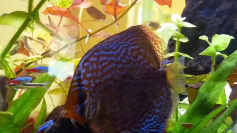 Mein goßer von dirkvader71 (33)