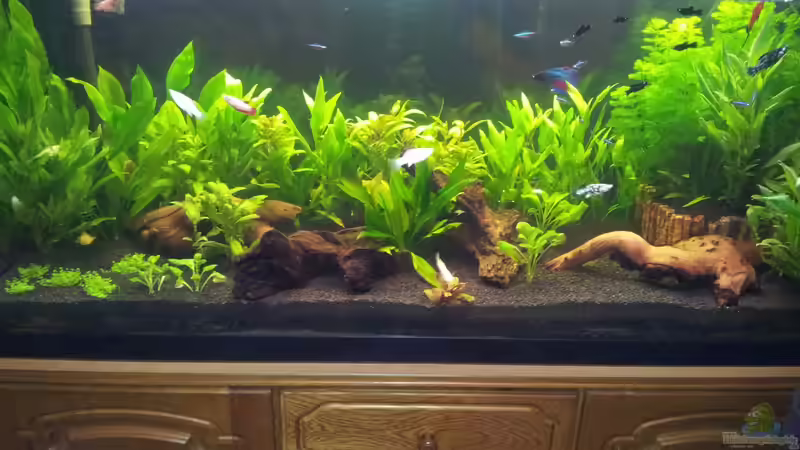 mein gro??es Becken von oliK (1)