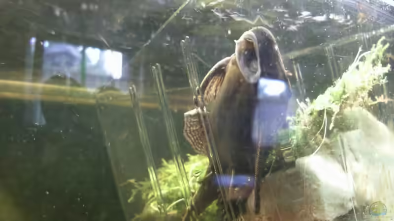 Mein größter hat einen Weg zum Javamoos gefunden von mikael38 (42)