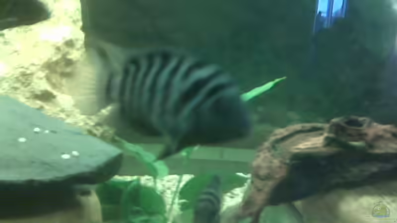 mein Größter von Andy01 (6)