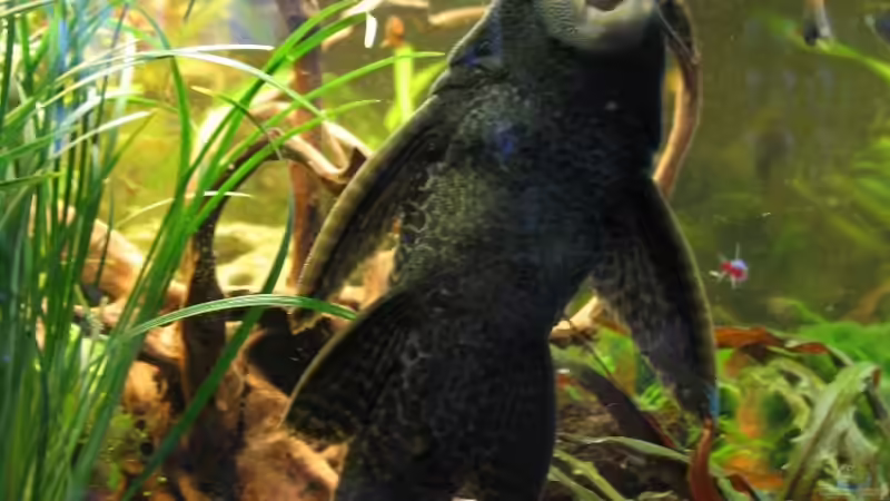 Mein größter von Mathias Ebert (19)