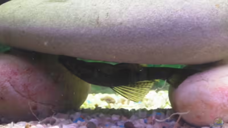 Mein Größter Wels kopfüber von Florian Junker (4)