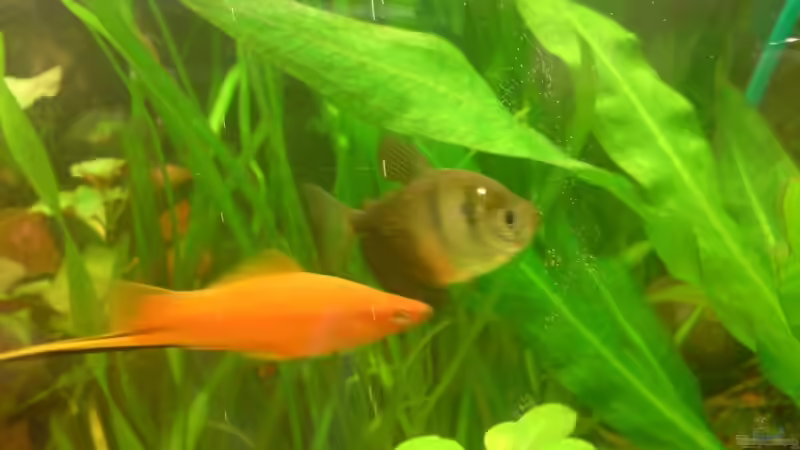 Mein größtes Schwertträgermännlein und Mein ältester Bewohner um 9 bis 10 Jahre von ThomasS. (10)