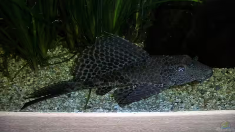 Mein grosser Waben schilderwels (ca 25cm) von phoenix81 (13)