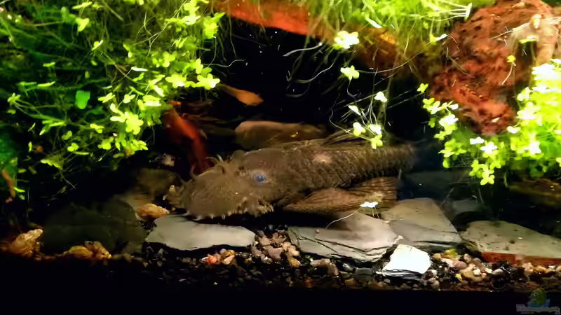 Mein großer Zuchtwels von Bermuda 3eck (46)