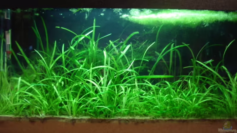 Mein Grünes Paradies von Markus Rausch (1)