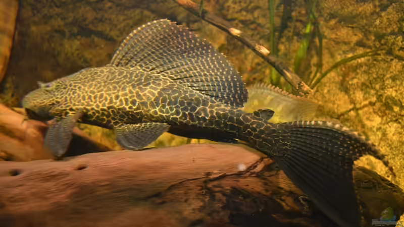 Mein guter, alter Wabenschilderwels ´L165´. Er war über 40cm gross, leider ist von GGuardiaNN (82)