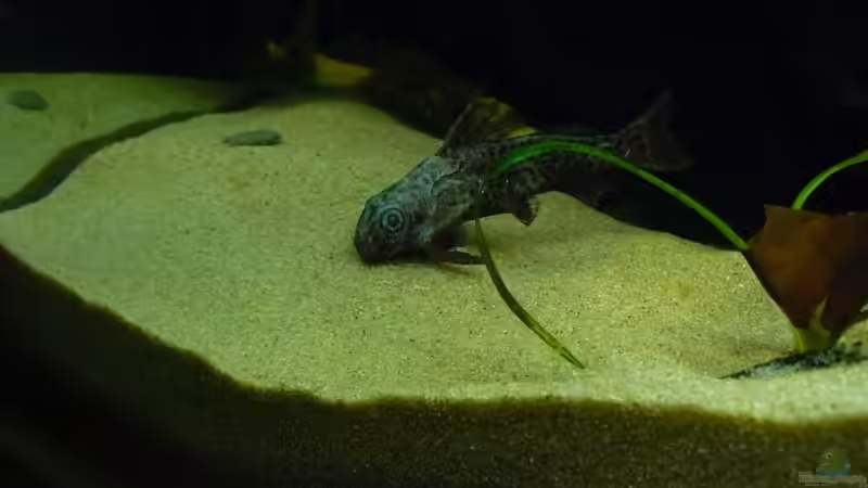 Mein häßliches Entlein von Romulus71 (26)