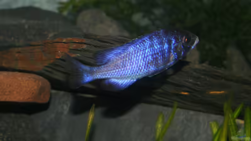 Mein halbwüchsiger Placidochromis phenochilus Mdoka white lips Bock von Phoenix_KM (12)
