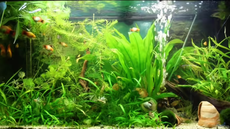 Mein Hauptbecken vor der Umgestaltung.