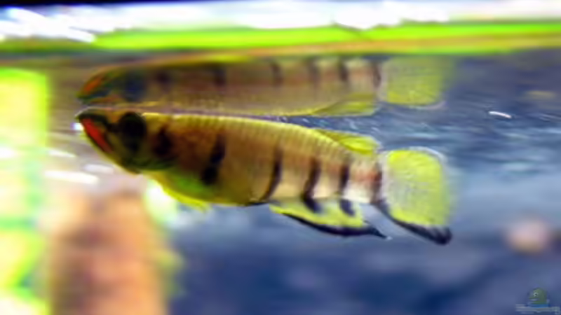 mein Hechtlingsmännchen von Andrea Lorenz (8)