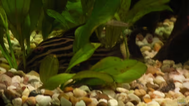 Mein Herr Otto von Oliver Czaika (27)