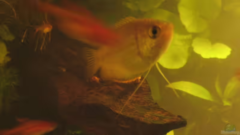 Mein Honiggurami Weibchen von der Seite von Bojo (19)