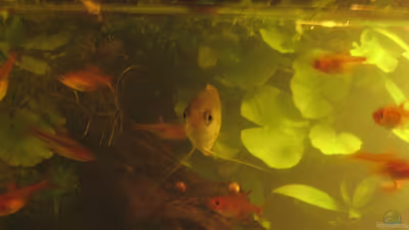 Mein Honiggurami Weibchen von vorne von Bojo (20)