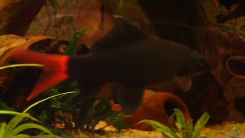 Epalzeorhynchos bicolor im Aquarium halten (Einrichtungsbeispiele für Feuerschwanz)