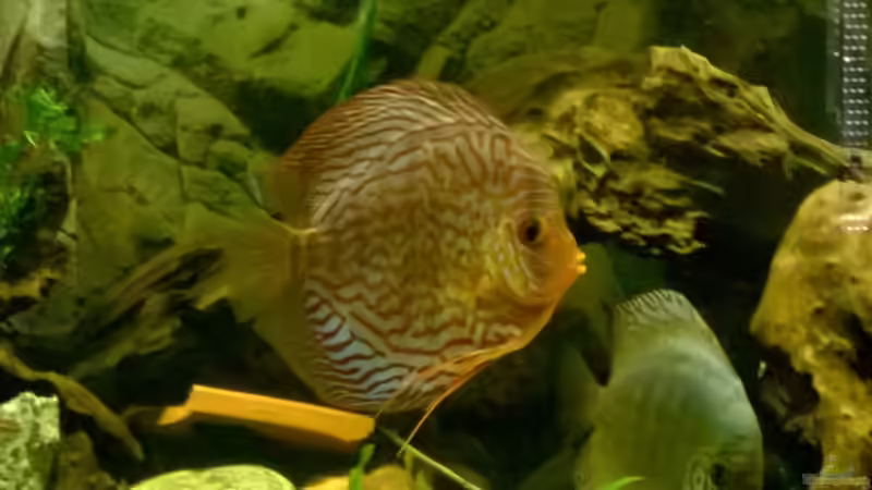 mein jüngster Disk von Lars Ascher (60)