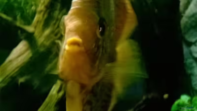 mein jüngster Disk von Lars Ascher (61)