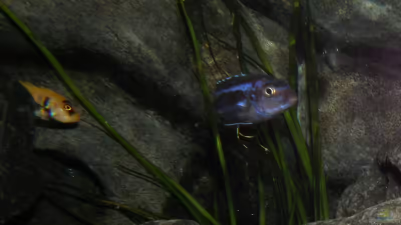 Mein jüngster Johannii-Bock 14.1.2013 von bossie1704 (73)