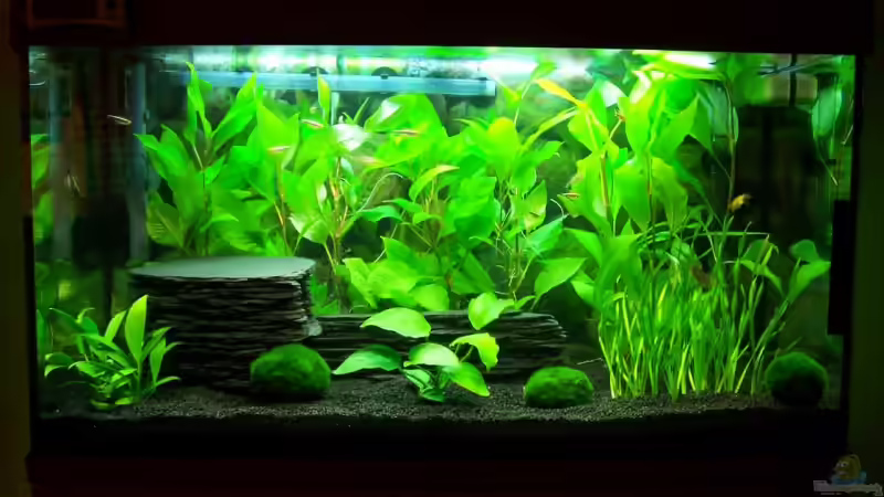 Mein Juwel!  von KoRnViper (1)