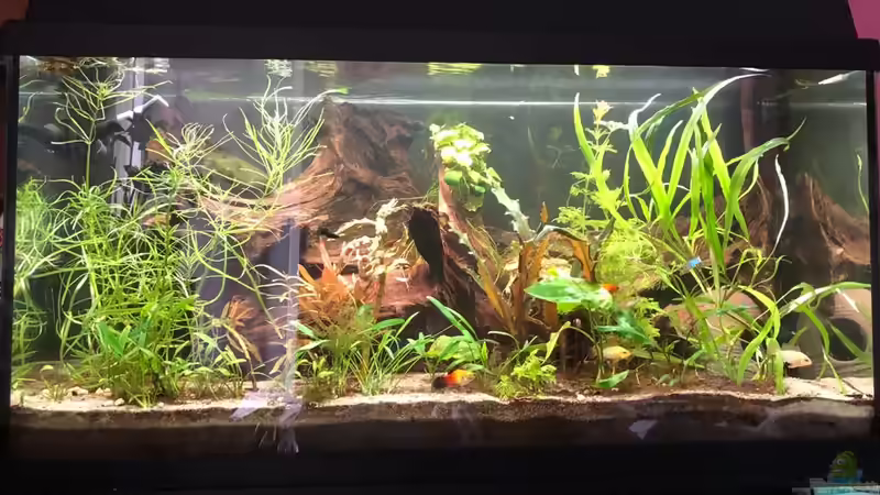 Mein Juwel 110L von Melia (1)