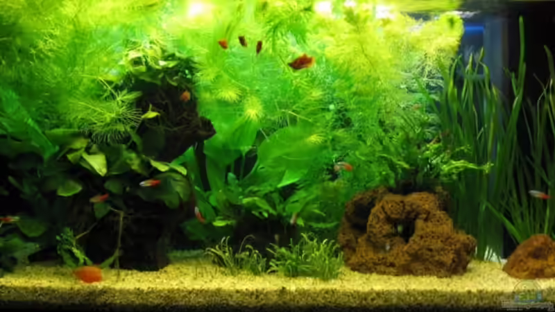 Mein Juwel Rekord 110 von aquatommy (1)