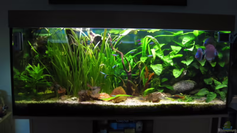 Mein Juwel Rio 300  von Korbi (1)