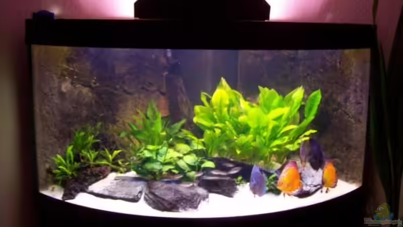 Mein Juwel Trigon 350