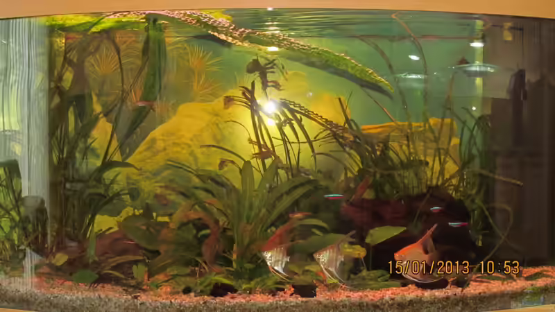 Mein Juwel Vision 180 von Aqua_Art_Krefeld (1)