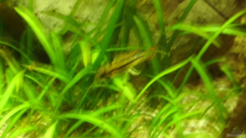 Mein Kakadu Bock *-* von Marcel Wilke (16)