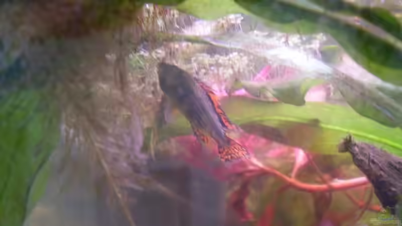 mein Kakadu von lichterschein (28)