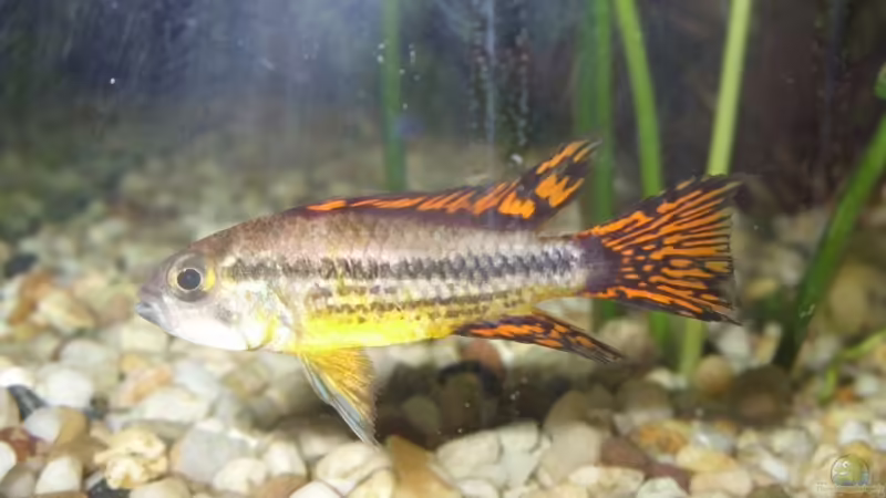 Mein Kakaduzwergbuntbarsch Mann von Markus Vetter (4)