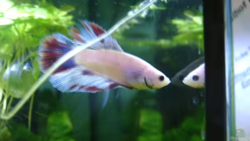 Mein Kampffisch Bock von Andre Meyer (4)