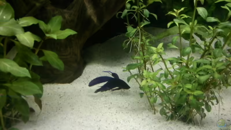 mein kampffisch von dobi66 (6)