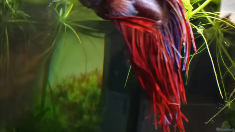 mein Kampffisch von gonzi (14)