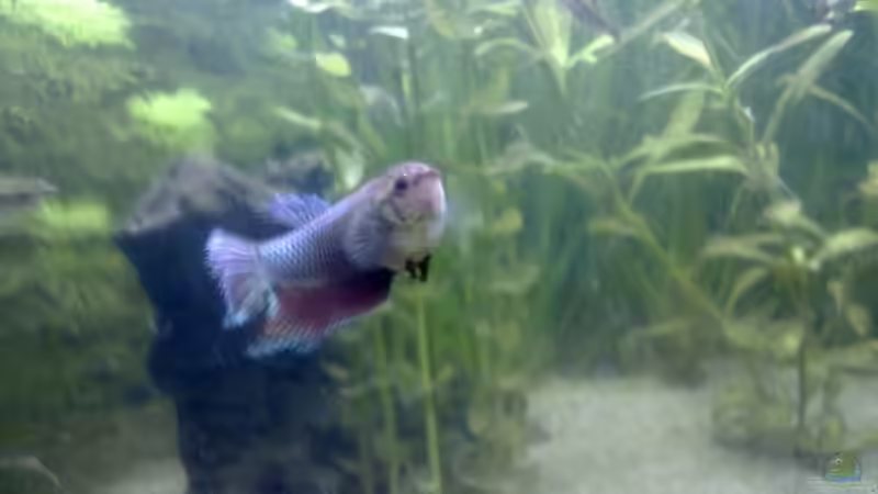 Mein Kampffischweibchen von Parlak Ufuk (3)