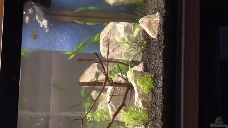 Mein Kardinalsbecken von Kardinälchen (1)