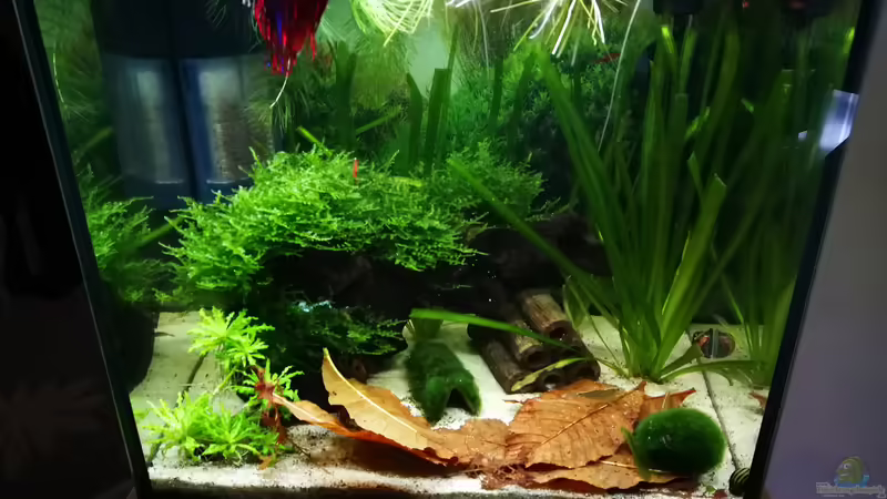 Mein Kl. Prachtstück von gonzi (5)