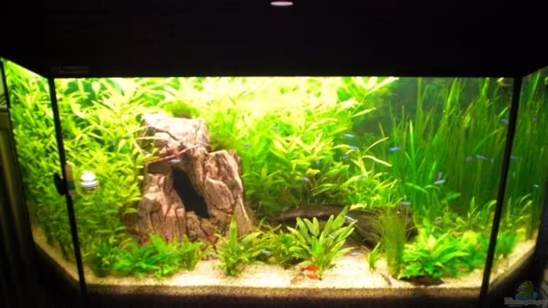 Mein kleine Welt unter Wasser