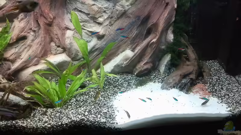 Mein kleiner Amazonas von Oldman (1)